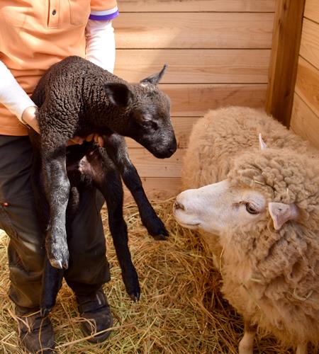 白い母から真っ黒子羊　きょう１０日から公開、名前公募　千葉市動物公園 | 千葉日報オンライン