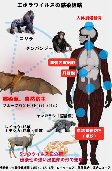 コロナウィルスよりも予防できる確率が高い