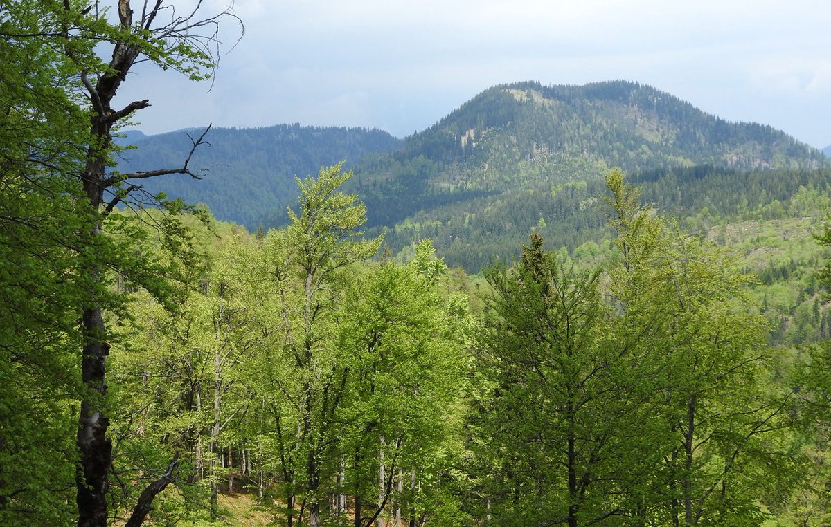 2018年にオーストリア・ニーダーエスターライヒ州の森林を売却