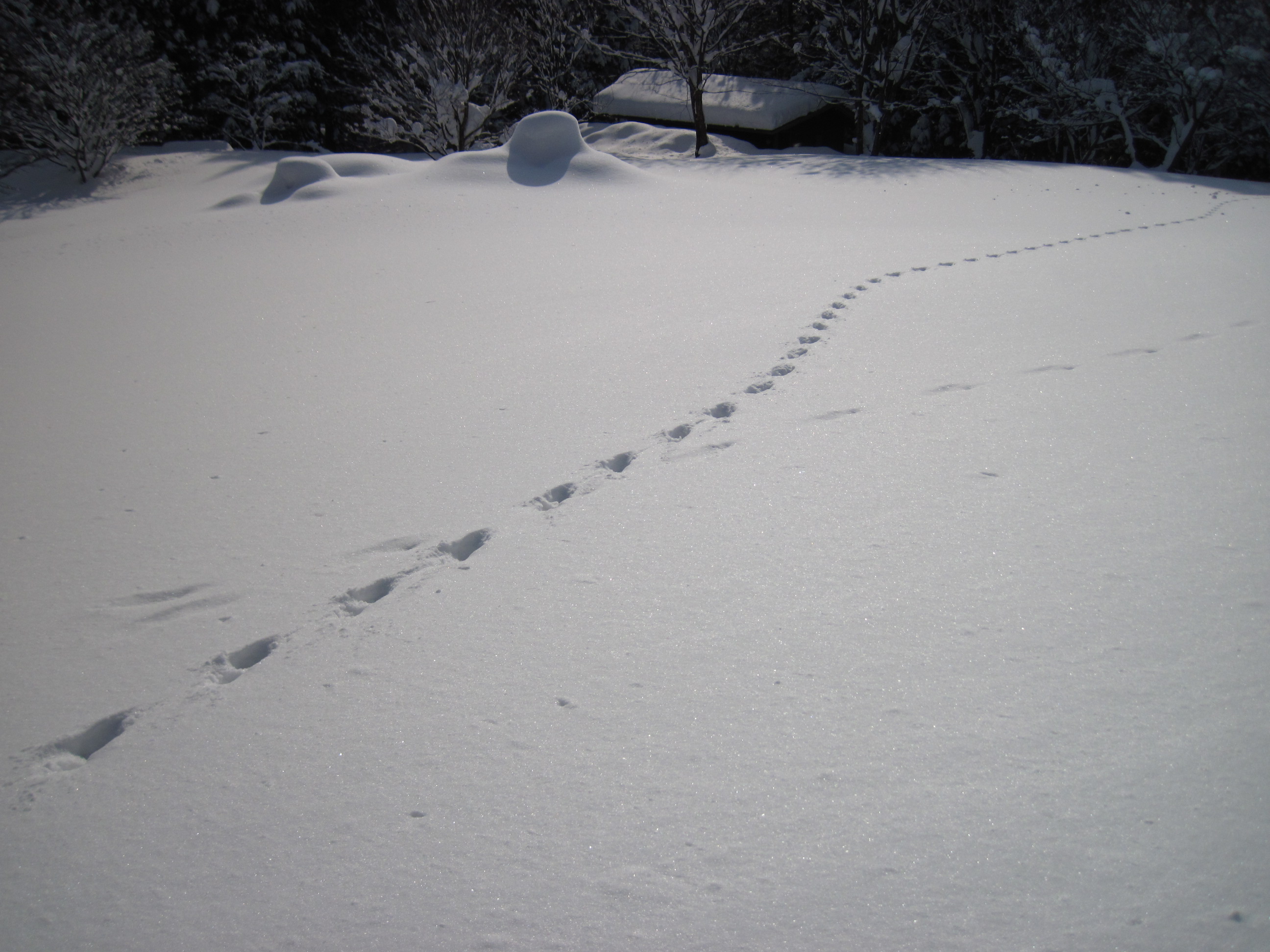 事件の2～3日前に雪の上に不審な足跡が