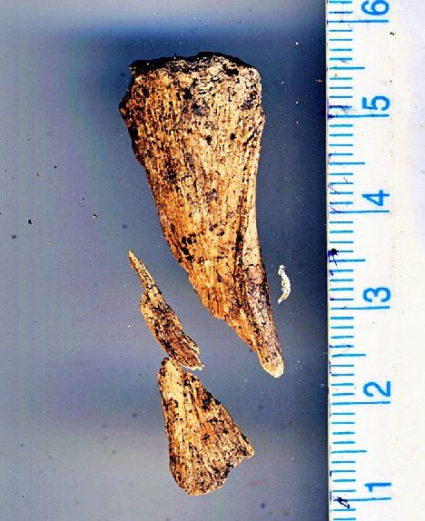 2010年以降にニクマロロ島で見つかった骨