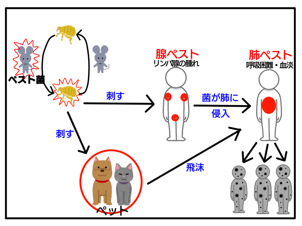 ペストはノミやネズミから感染する伝染病だった