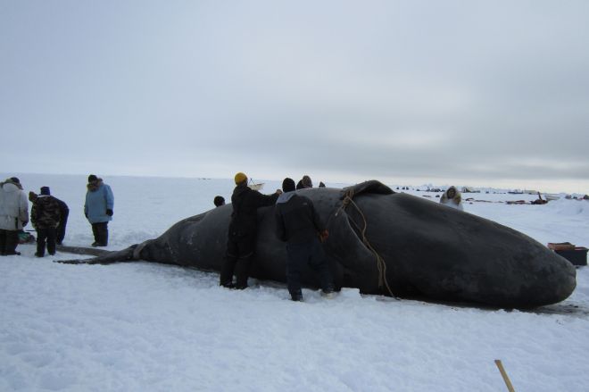 カナダ・イヌイットの捕鯨については「あれは伝統だから」と沈黙