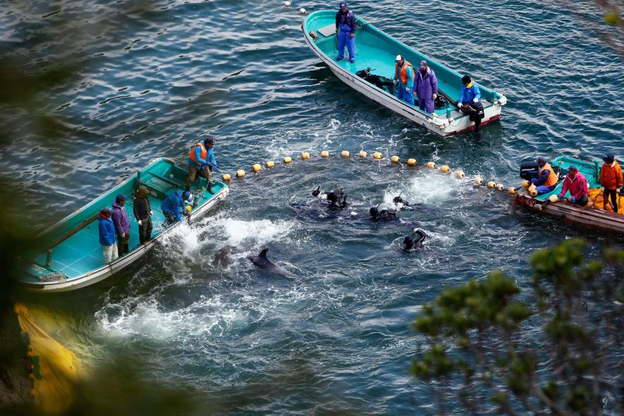 和歌山県・太地町の入り江で行われるイルカ漁を隠し撮りしたとされる映画