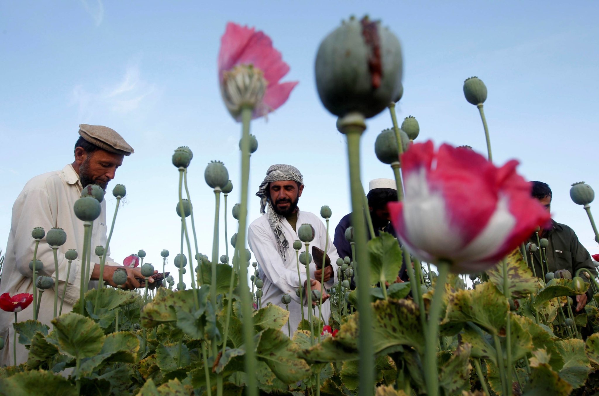 アフガニスタンはじつは麻薬の超大国