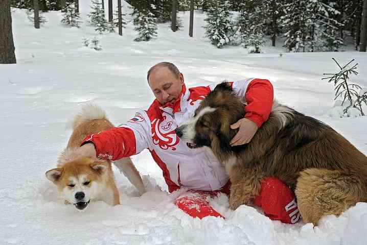 秋田犬のゆめは現在もプーチン大統領のもとで暮らしている