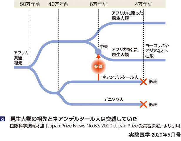 ネアンデルタール人とその他「人類」「旧人類」との分岐