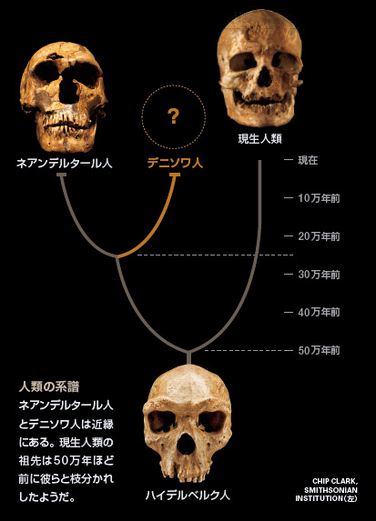 人類・ネアンデルタール人・デニソワ人はハイデルベルク人から分岐したし損