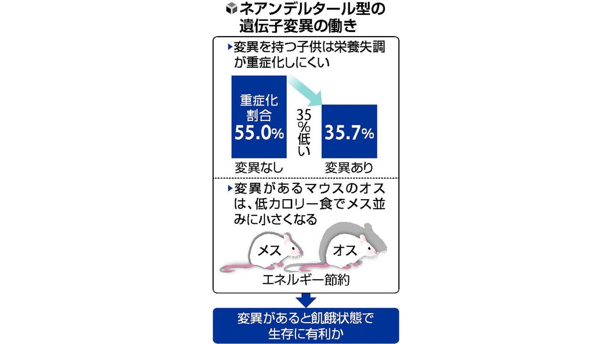 ネアンデルタール人には「生存に有利な遺伝子」…現代の日本で持つのは「１３％の人」 : 読売新聞