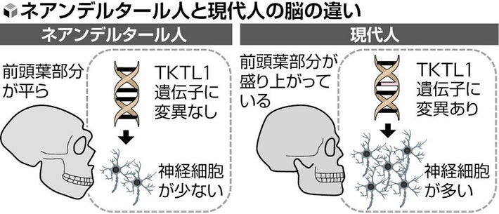 ネアンデルタール人と現代人を前頭葉・遺伝子・神経細胞を比較