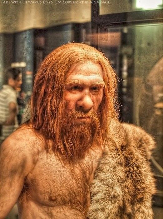 ネアンデルタール人は約4万年前まで生存していた「旧人類の絶滅種または亜種」