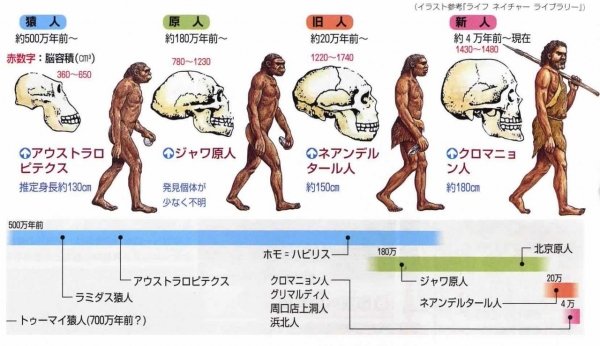 アウストラロピテクスから骨格が成長して、ネアンデルタール人以降に成長する