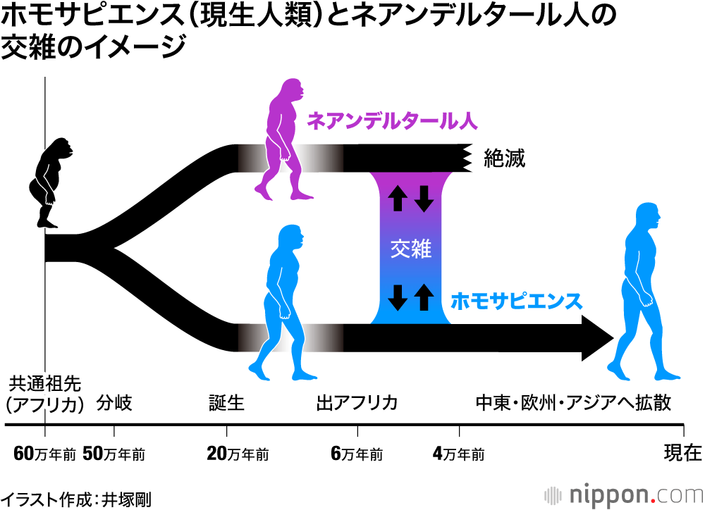 ネアンデルタール人とホモ・サピエンスの交雑のイメージ図