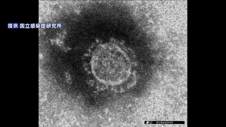 現在はネアンデルタール人とコロナウイルスの遺伝子の関係性が研究されている