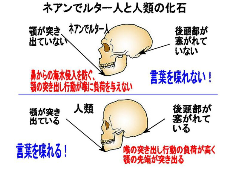 ネアンデルタール人が言葉を喋れない理由が分かる化石画像