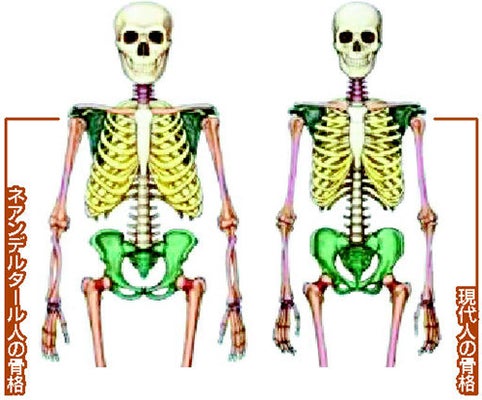 ネアンデルタール人とホモサピエンスの骨格の違い