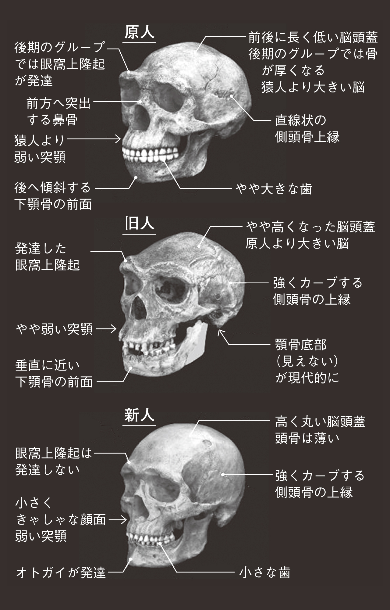 クロマニョン人（新人）の頭蓋骨は「高く丸い頭」「顎先の発達」などの特徴がある