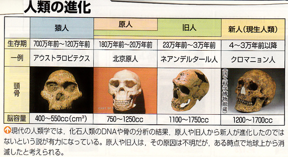 クロマニョン人の特徴が分かる頭蓋骨の画像