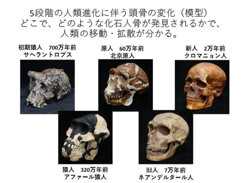 クロマニョン人の頭蓋骨は「新人」に分類される