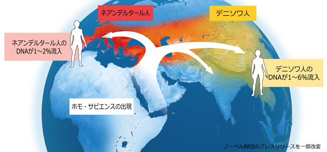 日本人はネアンデルタール人・デニソワ人のDNAが含まれているとされている