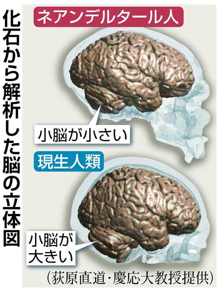 脳の大きさを比較するとクロマニョン人は小脳が大きい