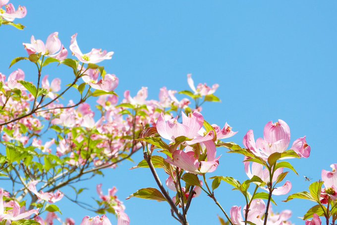 日本の秦氏は始皇帝の末裔？