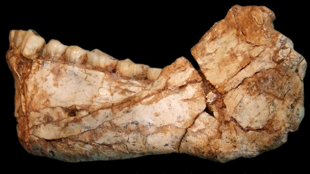 31万5000年前の世界最古のホモ・サピエンス(現生人類)がモロッコで発見され、これまでの定説が覆る結果に