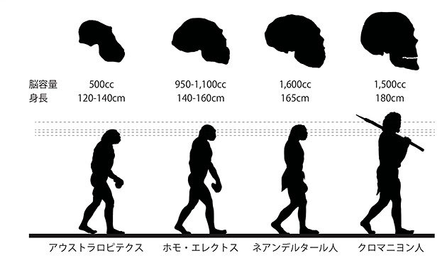 ホモ・サピエンスの身長：180cm