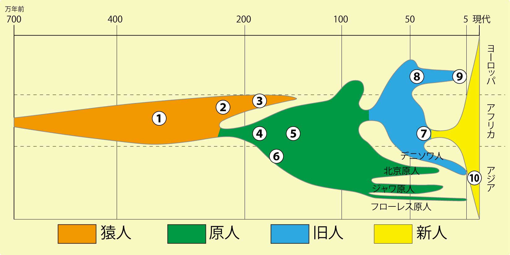 人類の進化 | 学芸員コラム | 沖縄県立博物館・美術館（おきみゅー）