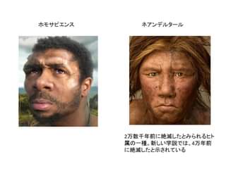 ホモ・サピエンスとネアンデルタール人の顔画像（イメージ）を比較