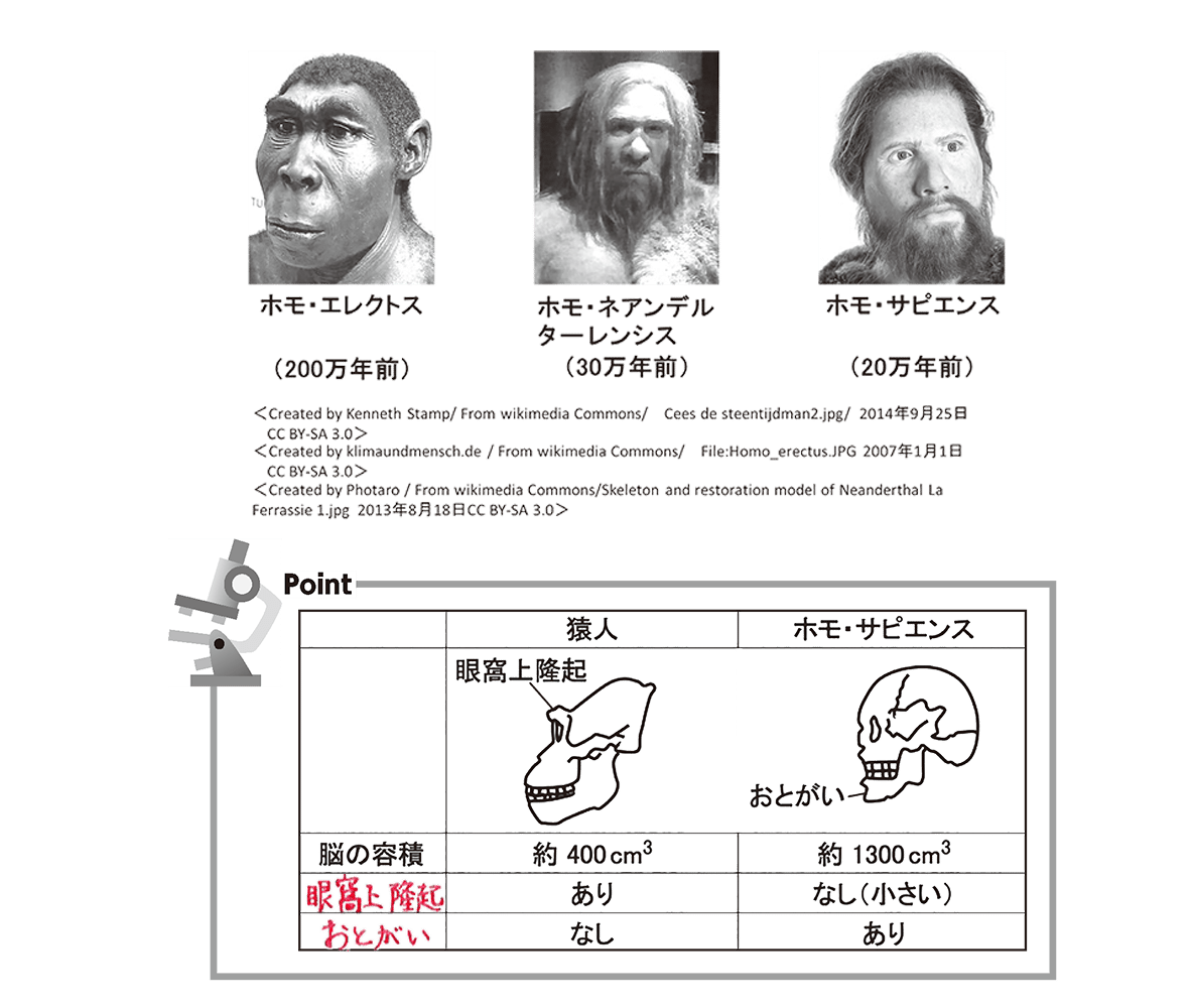 ホモ属の共通祖先とされる原人「ホモ・エレクトス（左）」