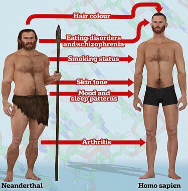 ホモ・サピエンスとネアンデルタール人の全身のイメージ図