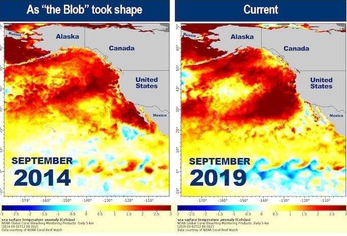 海洋熱波によりズワイガニの個体数が激減