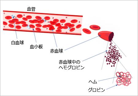 人間の血液・赤血球に含まれている「ヘモグロビン」