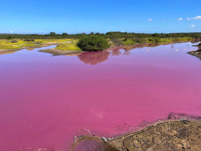 干ばつが原因と思われるケアリア池のピンクの水
