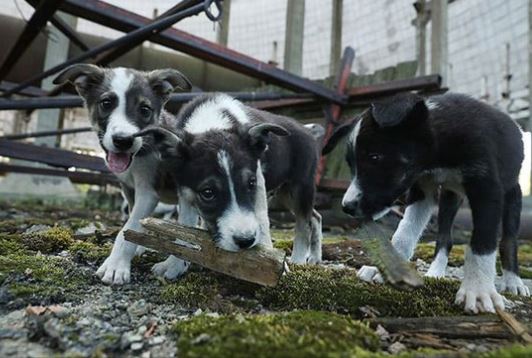 バイエルンの森の野生動物の悲劇